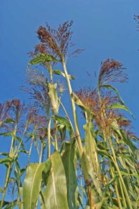 Broomcorn: A Multipurpose Grain Crop Image